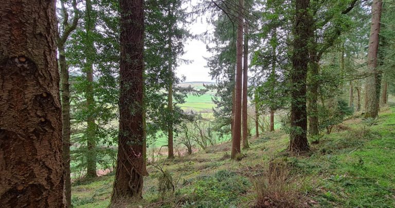 trees and green ground