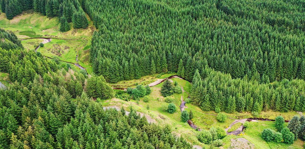 Gresham House Forest Growth & Sustainability LP raises £300mn - Gresham ...