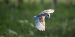 Owl flying in nature