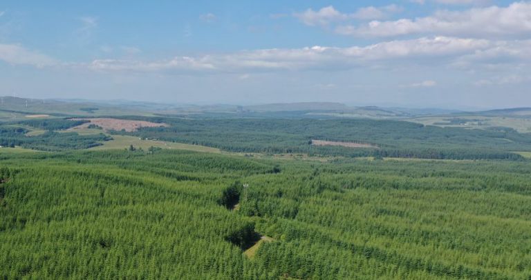 forestry landscape