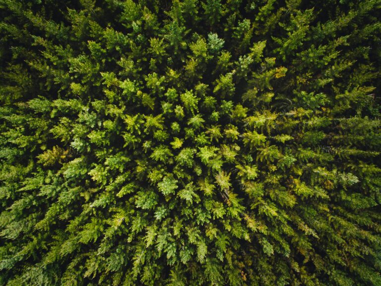 Top view of pine forest.