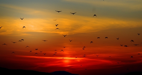 Birds in the sunset