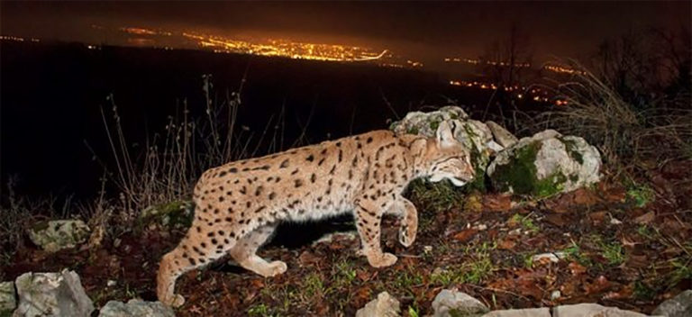 A leopard pictured by night with the city in the background