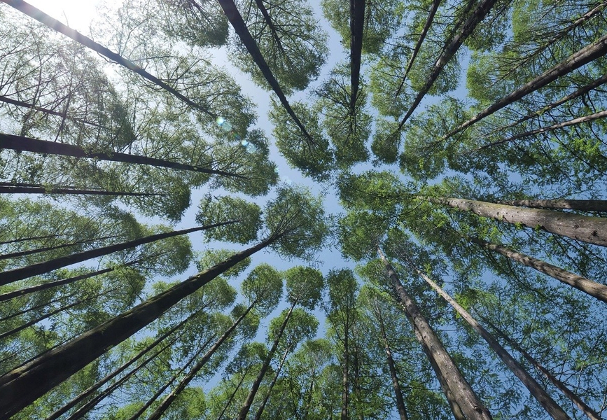 A view at the trees from the bottom