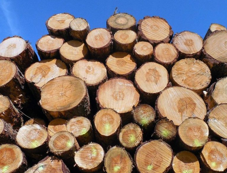 Are UK timber prices set to rise in 2021? - Gresham House - Forestry