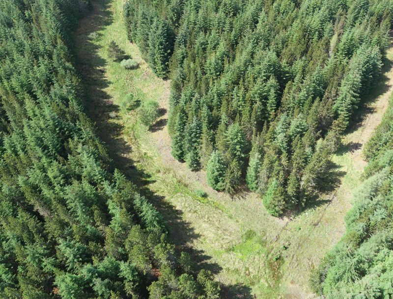 Aerial view at the forest