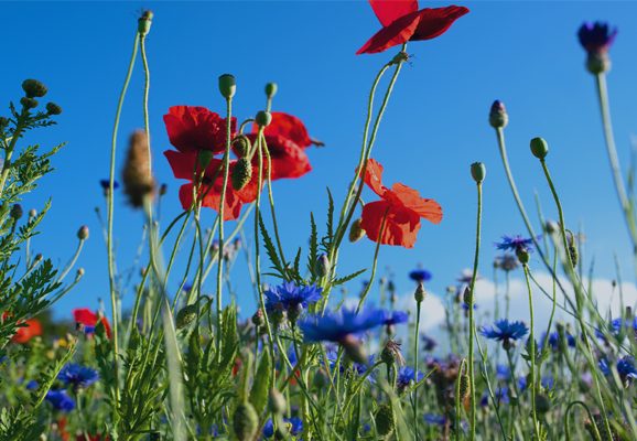 Flowers in the field