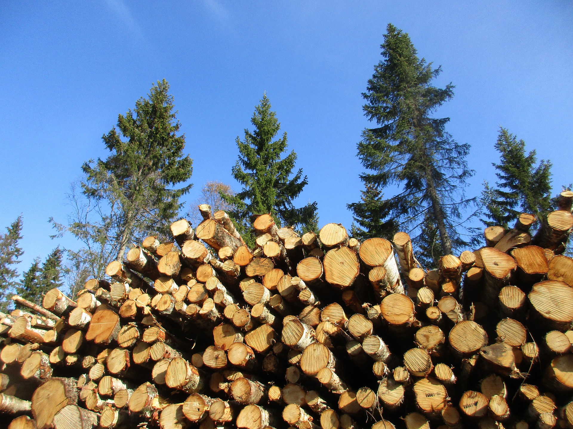 Do US lumber futures show the way? - Gresham House