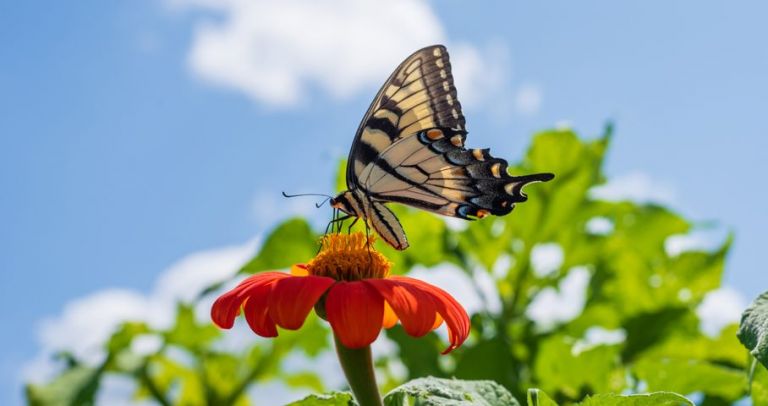 A butterfly on the flower