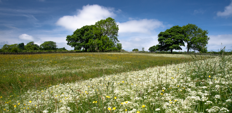 Field with trees
