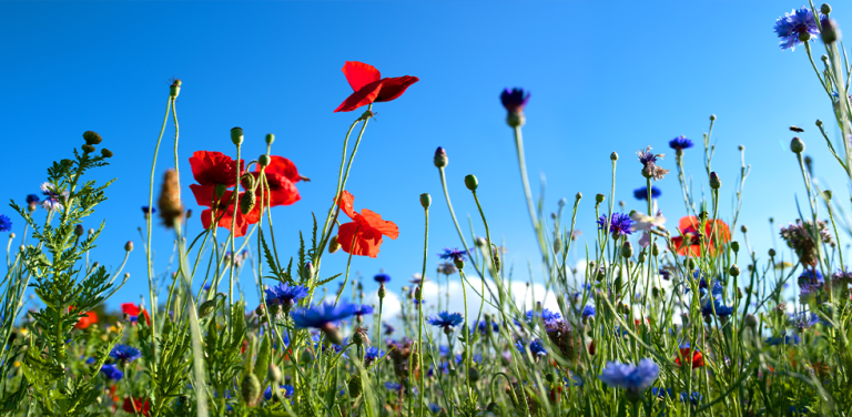 Various colors flowers