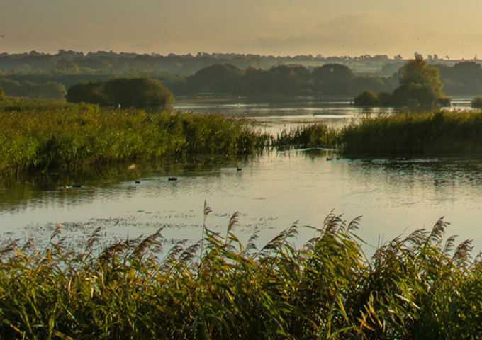 Swamp in nature