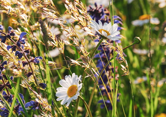 Flowers