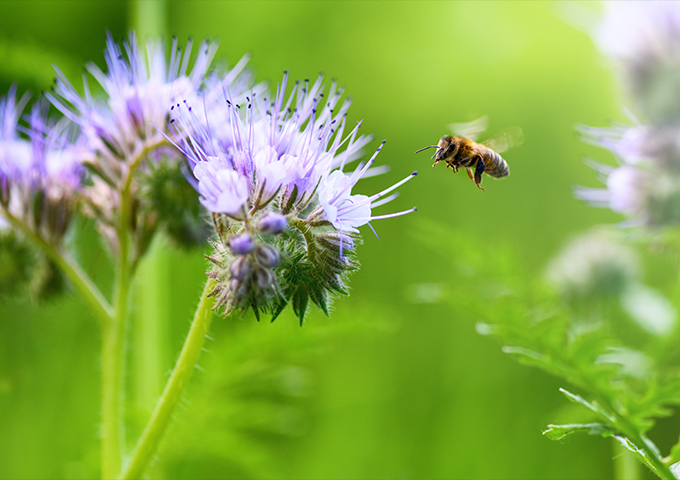 Bee and flower