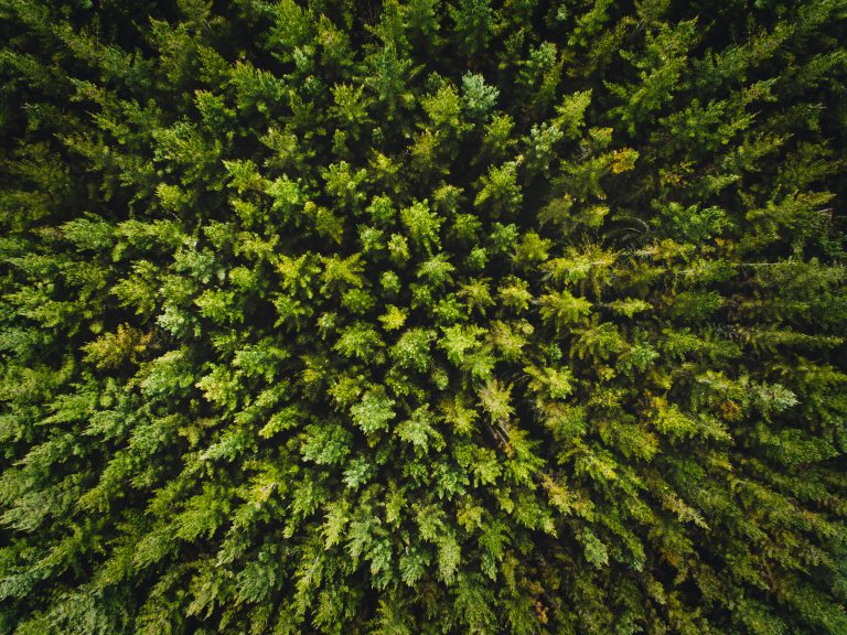 Top view of pine forest.