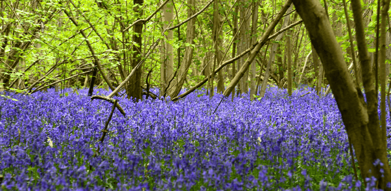 nat cap q&a featured image