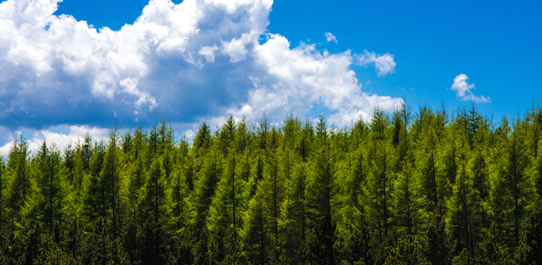 Forestry, South York