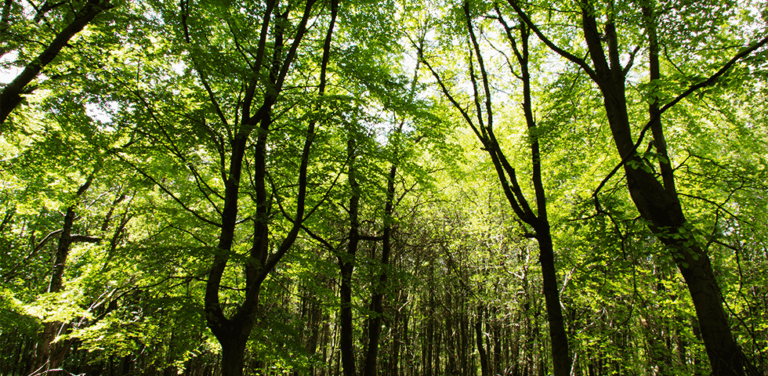 Gresham House Forest Fund VI