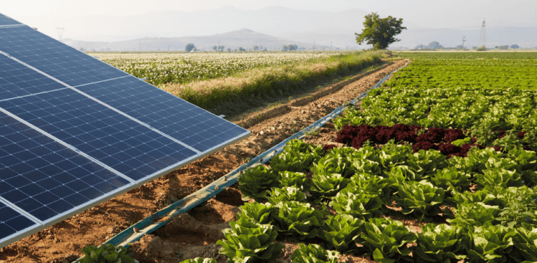 Vines covered with transparency photovoltaic modules