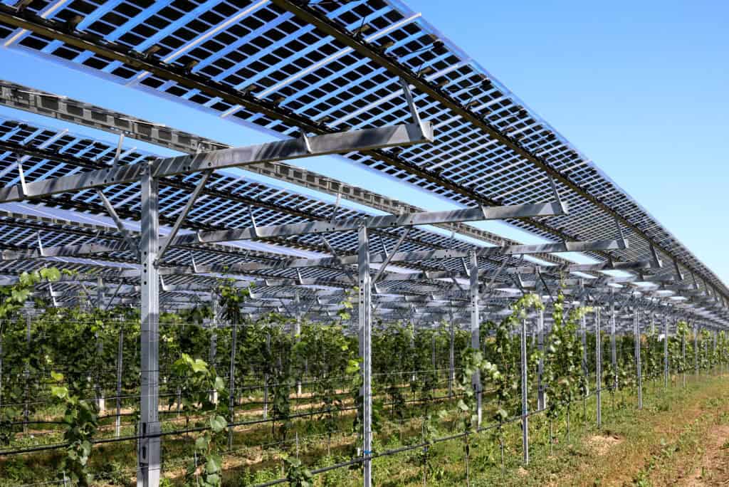 Vines covered with transparency photovoltaic modules