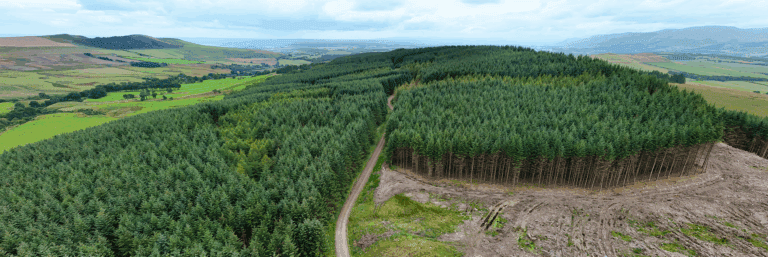 Dense green forest in Gresham House's investment portfolio surrounded by rolling hills and open landscape, showcasing sustainable forestry and land management.