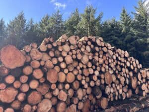 Sustainable forestry investments, log pile