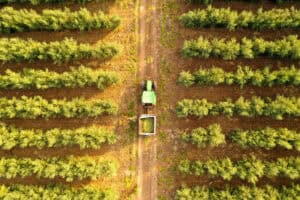 Drones view of a tractor harvesting a Christmas tree in a lush green tree farm, showcasing sustainable forestry and Freshly cut Christmas trees.