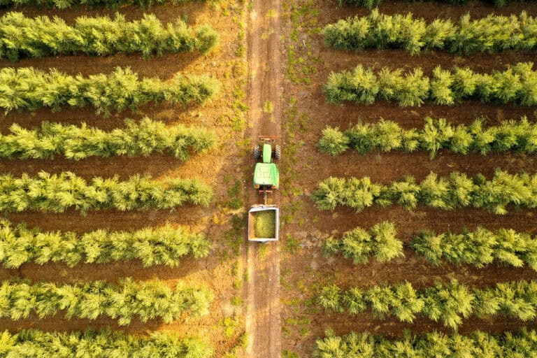 Drones view of a tractor harvesting a Christmas tree in a lush green tree farm, showcasing sustainable forestry and Freshly cut Christmas trees.
